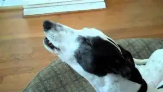 bella the greyhound rooing