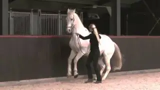 20 years old Maestro | Straightness Training|  Terre &agrave; terre training