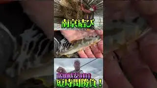 #有岡 #pr動画 #ダイワ #fishing #釣り #鮎釣り #高知県 #安田川 #田舎暮らし