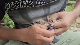 Baby Squirrel Feeding | Rare & Heart Touching Motherhood Moment