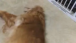 Happy pupper scratches the floor