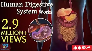 What Happens to Your Food After You Eat? 😲 | 3D Digestive System