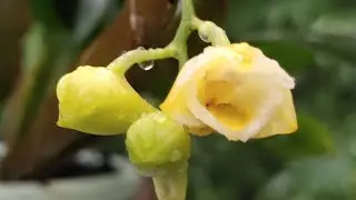 Dendrobium compressum VS naphentes mini