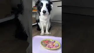 Pure Enjoyment Version Coffee Eating Broadcast Collection.#pets #puppy #mukbang #asmr #bordercollie 