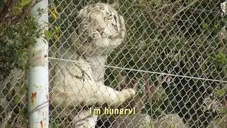 Hungry White Tiger at Adventure World in Shirahama, Wakayama アドベンチャーワールドのホワイトタイガー
