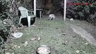 Pair of urban Foxes looking for their supper. 🦊💕🦊🤗👀
