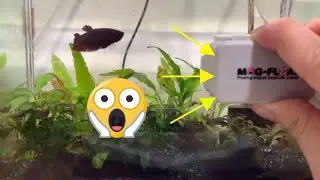 Magfloat Review