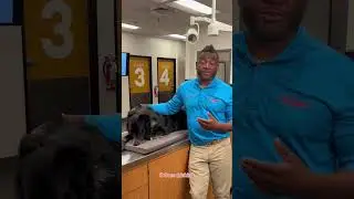🐶 Dr. Hodges Explains Giardia #petsmartveterinaryservices #askavet