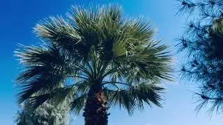 [FREE] &ldquo;Tropical&rdquo; harp type beat 2020| prod.beatsbyjay
