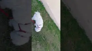 Aussie narrator on dog walk nat geo style