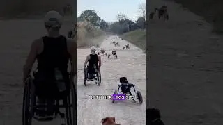 Dogs in wheelchairs.#shorts #animals #dog #rescue #disability