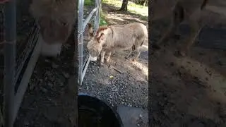 When your coworkers are asses (literally) #funny #shorts #farmlife #animals