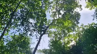 NO TOOLS NEEDED: HOW I QUICKLY PRUNE A MAHOGANY TREE BY HAND! - Agriculture Gardening