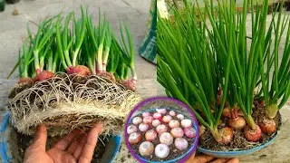 How to grow many onion plant from small pot 