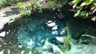 The Sacred Spring