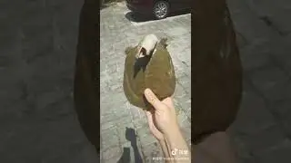 Long neck tortoise