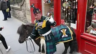 Lance Corporal Cruachan IV - Shetland Pony mascot of Royal Regiment of Scotland