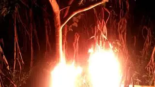 Hornet hunting(अरिङगाल)