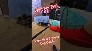 Super Fast Express Dog Catch Village@StreetDogRevival11 #dog #streetdogrevival #ytshortsindia