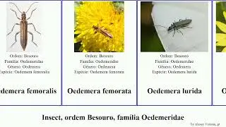 Insect, ordem Besouro, fam&iacute;lia Oedemeridae oedemera simplex nobilis virescens crassipes Nine Lives