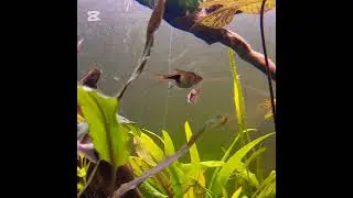 Razbora Klinowa 🐟🌾