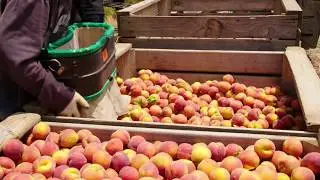 Doing The Right Thing | Australian Organic Food Co. | Groundswell