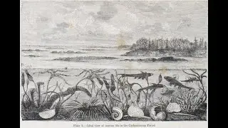 Era paleozoica: Le foreste carbonifere