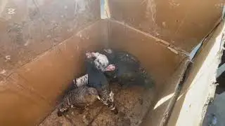 19.10.2025.👍👍👍ИНДЮК НАРХЛАРИ ГАЙБУ  ПАРРАНДА БОЗОРИ 