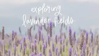 Exploring Lavender Fields | Aesthetic Travel Vlog