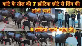 कप्तान डेयरी फार्म की 7 झोटिया छोटे सिंग की ताजी ब्याई पहले और दूसरे ब्यांत की सुपर स्टार मुर्राह 