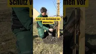 Obstb&auml;ume vor Wildverbiss sch&uuml;tzen - Eine Anleitung