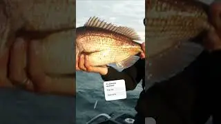 &iexcl;Final de la historia! Pargo rojo en nuestras manos 🐟💪 (Parte 2)