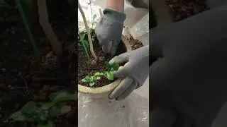 씨앗발아한 쟈스민 분가