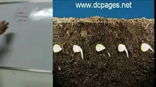 Germination and Dissection of seed