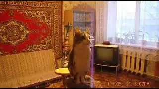 meowl в 1990-х #sora2 #90х #ии