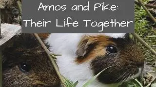 Guinea Pigs | Amos and Pike: Their Life Together