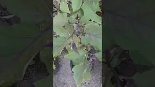 Flower garden #shortvideos #yutubeshorts #beautiful #gardening