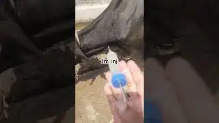 Intramuscular injection in cow| im injection technique 💉💉#cow #buffalo #treatment #animals#shorts