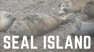 Animals of the Passamaquoddy Bay