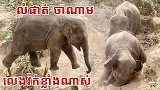 Happy Baby Elephants Running and Playing at Phnom Tamao Wildlife Rescue Center | Cambodia🇰🇭