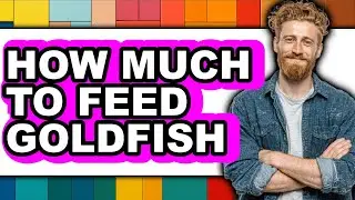 How Much to Feed Goldfish (Updated 2025)