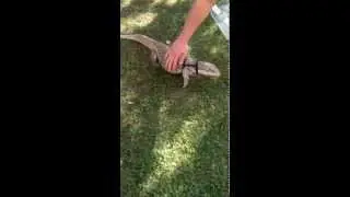 Steppenwaran gef&uuml;ttert im Garten