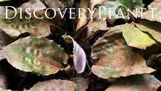 【4K】Cryptocoryne dewitii and soil クリプトコリネ デウィチー