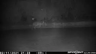 Vixen steals Foxley's Meal