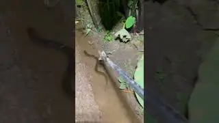 AMAZING.‼️NGOBOR BELUT BABON DENGAN ALAT CAPIT SEDERHANA 👉 Tonton Vidio Lengkapnya