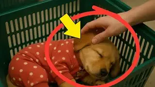 Daisy The Grocery Basket Miracle &ndash; A True Rescue Story of Love & Mystery