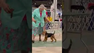 Mid-Kentucky Kennel Club- Welsh Terriers 3/17/2022 - Puppy Females 6 to 9