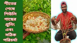 শিউলি গাছের শেকড় ও ডাল কাটিং এর সঠিক সময় ও পদ্ধতি // How to root , stem  cutting of night jesmin .