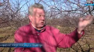 Jesu li ugroženi uzgajivači vi&scaron;nje maraske?