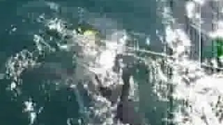 Great White Shark in False Bay